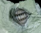 Enrolled Flexicalymene Trilobite In Matrix #5523-3